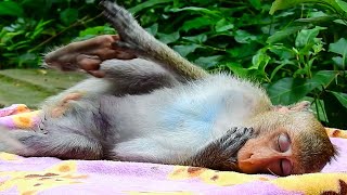 Monkey Downn Injured Leg Unable To Walk [upl. by Roth766]