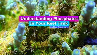 Understanding Phosphate in your reef tank  With Lou Ekus  Tropic Marin [upl. by Lumpkin]