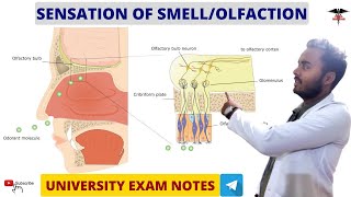 Sensation Of Smell  Olfaction  Physiology  MBBS  BDS  BMLT  DMLT  Nursing lecturers [upl. by Priest]