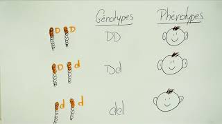 Génétique 1  vocabulaire et croisement monohybride [upl. by Nugesulo]