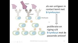 homeostase amp afweer  immuniteit [upl. by Genovera]