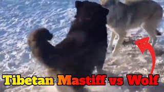 Tibetan Mastiffs attack a lone wolf [upl. by Andree]