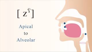 zˁ  voiced pharyngealized apical alveolar sibilant fricative [upl. by Lenor]