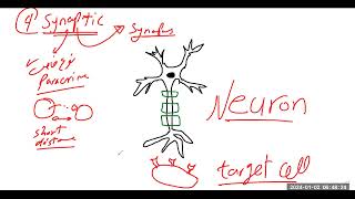 أنواع أنماط الاشارات الخلوية Modes Types of cell signaling [upl. by Yaj]