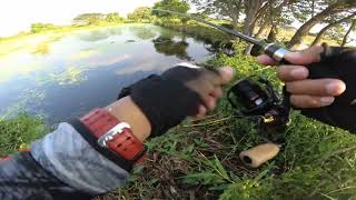 Daiwa Presso LT1000SP amp Graphiteleader Corto UX 6102L [upl. by Karena]