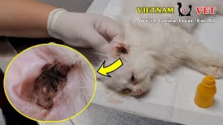 How to treat EAR Mite for your cats and dogs – VET TIPS for Pet Feeders [upl. by Flaherty]