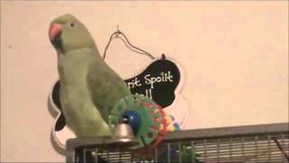 Indian Ringneck Parrot 1 yr talking [upl. by Itin]