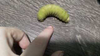 five inch long Polyphemus moth caterpillar largest moth in north America [upl. by Nimesay]