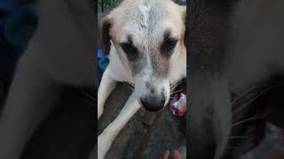 Cleaning Ticks form dogs dailvlogs dogvlogs tick cleaning dogs 🐕🐕🐕🐕🐕🐕🐕🐕🐕🐕 [upl. by Melvin938]