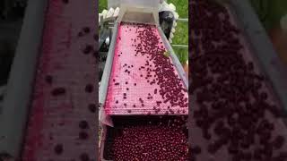 Littau Harvester  picking sour cherries in Bulgaria [upl. by Hayman815]