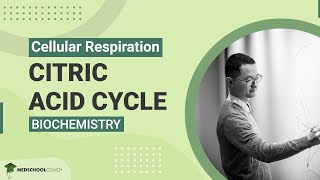 Citric Acid Cycle [upl. by Zerline940]