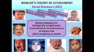 Bowlbys Monotropic Theory of Attachment for A Level Psychology AQA [upl. by Okin866]