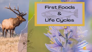 First Foods and Life Cycles [upl. by Field]