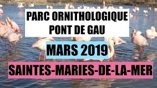 Parc Ornithologique Pont de Gau SaintesMariesDeLaMer  Flamants roses  Camargue  Mars 2019 [upl. by Zebe975]