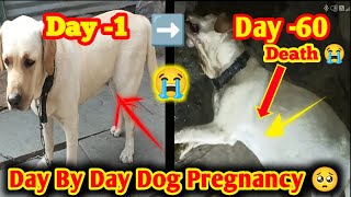 day 1 to day 60 dog pregnancy 🥺 l dog pregnancy day by l dog pregnancy week by week l pregnant dog [upl. by West]