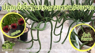 ปลูกเก๋งจีนในกระถางแขวนสวยมาก Huernia schneideriana red dragonเก๋งจีน MookCactus [upl. by Eelyram]