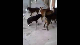 SORPRENDENTE  PERROS MACHOS VIOLAN A PEQUEÑO PERRO POODLE HEMBRA [upl. by Ahcropal]