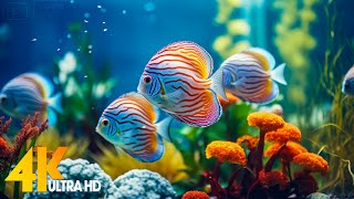 Aquarium 4K VIDEO ULTRA HD 🐠 Beautiful Coral Reef Fish  Relaxing Sleep Meditation Music 14 [upl. by Ludeman]