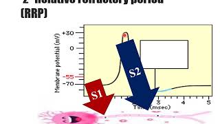 Excitability changes during action potential [upl. by Anny534]