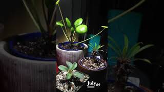 Pachypodium amp Pilea Peperomioides Time Lapse Jul 7  Aug 4 [upl. by Nosnah]