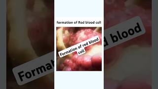 Formation of Red Blood Cell shorts mbbs femalereproductivesystem pregnancy [upl. by Aikas475]