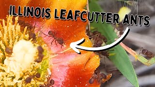 Finding Leafcutter Ants in Unexpected Places [upl. by Rbma]