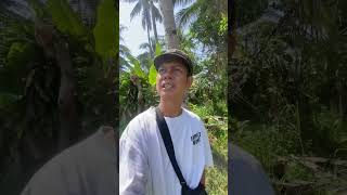 Panen padi bule food harvest [upl. by Celeste132]