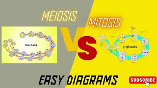 Mitosis vs Meiosis Side by Side Comparison [upl. by Wettam720]