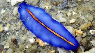 Platyhelminthes Phylum [upl. by Uy873]