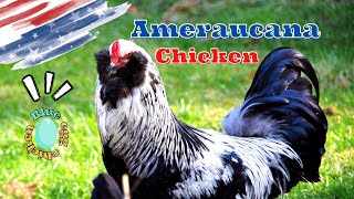 American Chicken Breeds AMERAUCANA a perfect chicken for backyard breeders [upl. by Jeminah]