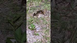 A Southern Leopard Frog shorts [upl. by Littell]