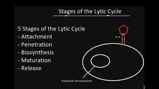 Stages of the Lytic Cycle Explained [upl. by Nuahsyar715]