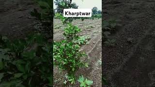 kharpatwar nashak dawai ka chhidkav [upl. by Nosak]