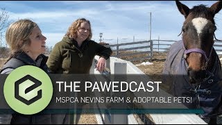 The PAWEDcast MSPCA Nevins Farm Shelter Tour and Adoptable Animals [upl. by Ernestine]