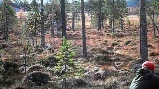 Moose hunting Rendalen Norway Elgjakt Rendalen [upl. by Bennet210]