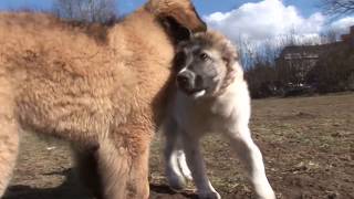 Kaukasischer Owtscharka und Leonberger spielen [upl. by Briney]