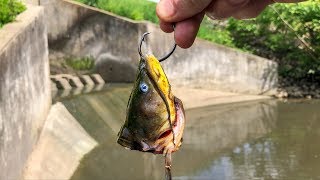 Spillway Fishing for Freshwater MONSTERS [upl. by Atiuqaj882]