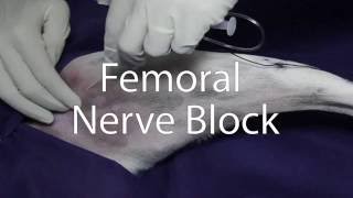 Anesthésie locorégionale du nerf fémoral chez le chien  Femoral nerve block [upl. by Bevin]