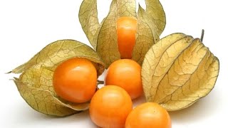 How To Eat Physalis Fruit  معرفی و آموزش خوردن میوه فـیـسالـیـس [upl. by Eerac332]