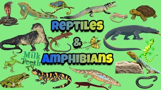 Classifying Animals KS1  Mammals and Fish [upl. by Idram]