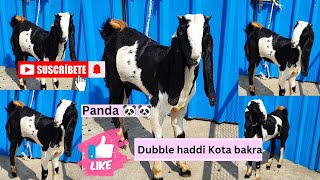 Mashallah 💫 Kota Bakra🦙panda look💥Dubble Haddi🦴Bakra At KotaBakrashokeen786 kotabakra bakra [upl. by Creigh]