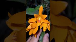 Floração da Guarianthe aurantiaca [upl. by Sewellyn251]