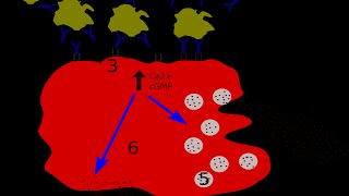 Histamine and Antagonist [upl. by Bradly]