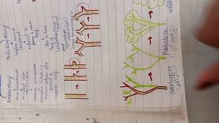 evolution of leaf 🌿 enation theory reduction theory webed theory [upl. by Odlo]