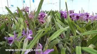 Orchid Web  Laelia purpurata [upl. by Aeriell]