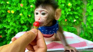 The cutest baby monkey tiny on the planet cuddling the little strawberry [upl. by Ubana749]