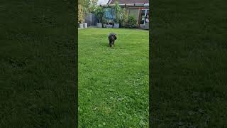 Bernedoodle Welpe in Action total süß puppy [upl. by Latouche345]