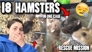 RESCUING 18 ABUSED HAMSTERS From 1 TINY CAGE SAD [upl. by Eerised]