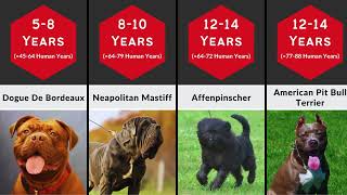 Dog Lifespan Comparison [upl. by Erdnaed]