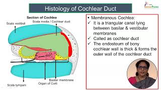 Histology of Cochlea [upl. by Aelc108]